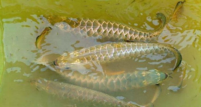 现代化观赏鱼养殖设施内部全景，多个大型养殖池整齐排列，水循环系统，专业照明设备，整洁有序的养殖环境