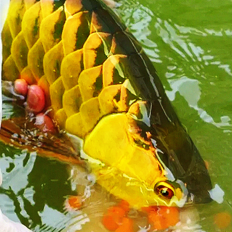 金龙鱼资料图 3